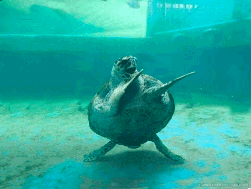 Dance, Turtle, Dance!